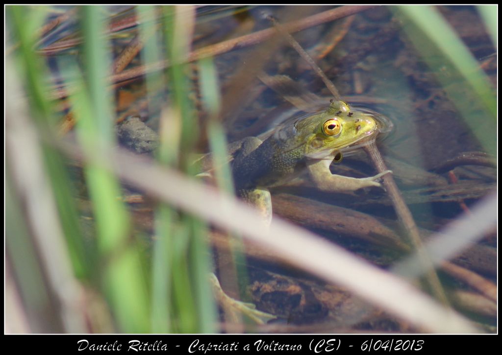 E queste Pelophylax si possono ident. dai sacchi vocali?(CE)